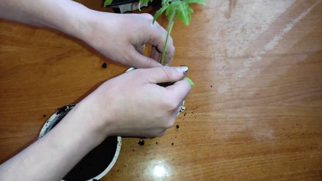 Рассада томатов ВЫТЯНУЛАСЬ?!🍅 Что делать?!!🤔...Всё очень просто и элементарно!😉