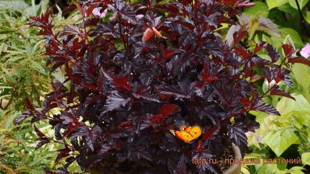 Пузыреплодник калинолистный Олл Блэк ? обзор: как сажать, саженцы пузыреплодника Олл Блэк смотреть онлайн