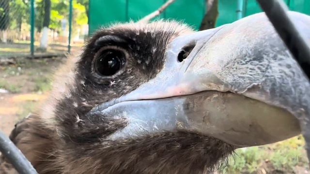Осенний зоопарк в Алматы. Поймайте расслабление вместе с нами смотреть онлайн