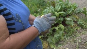 Сорта картофеля: Коломбо, Фонтана, Сильвана, Ароза