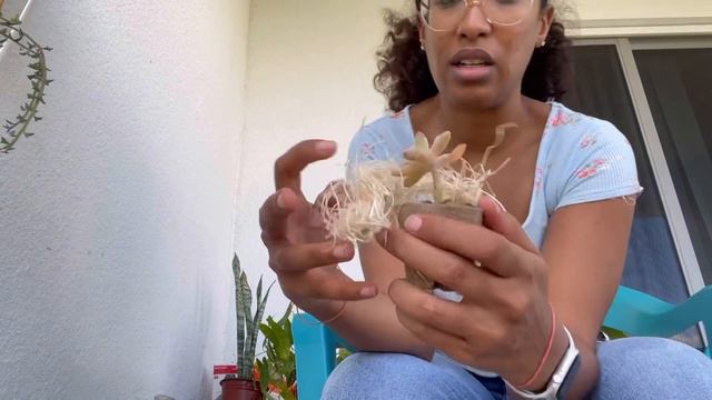 December Plant Mail from SucStu смотреть онлайн