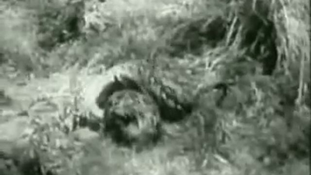 leopard vs tiger - leopard vs python смотреть онлайн