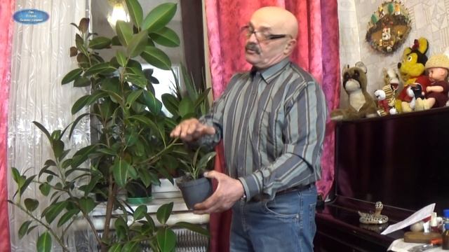 ФИКУС КАУЧУКОНОСНЫЙ В ДОМЕ. ОТВЕТЫ НА ВОПРОСЫ ОБ УХОДЕ ЗА ФИКУСОМ. смотреть онлайн