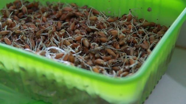 Выращиваем травку для кошек из семян! Зачем кошки едят траву? Семена гниют, что делать? смотреть онлайн