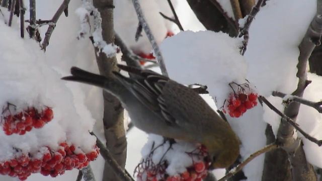 MVI 9743 смотреть онлайн