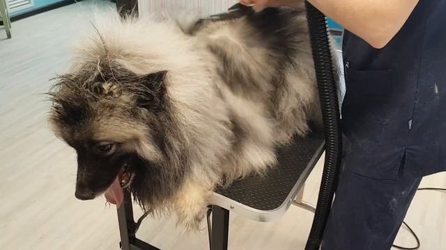 Вольфшпиц Дарси смотреть онлайн