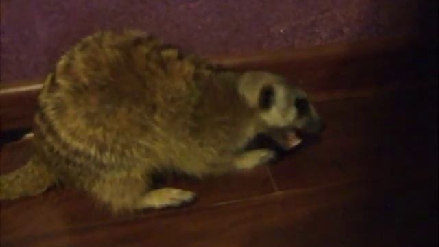 Сурикат съедает мадагаскарского таракана смотреть онлайн