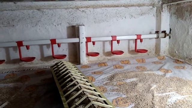 Брудер, обогрев ИК пленкой зимой смотреть онлайн