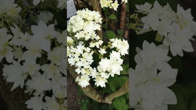 アジサイ ヘイズスターバースト アナベル Hydrangea arborescens 'Hayes Starburst' No.2 смотреть онлайн