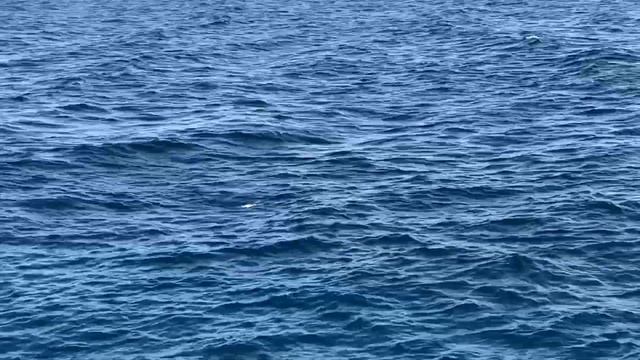 Рыбалка на море с берега! Трофейная рыба у меня на крючке! смотреть онлайн