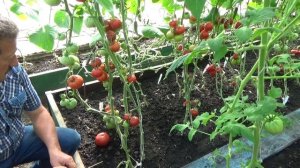 Прививка томатов на подвои Эмперадор F1 и Форзапро F1.