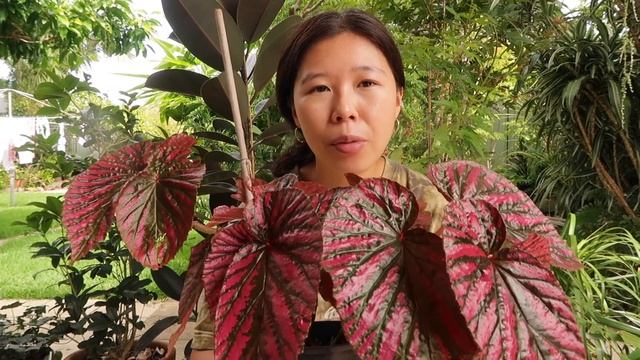 HOW TO CARE FOR: BEGONIA EXOTICA BREVIRIMOSA