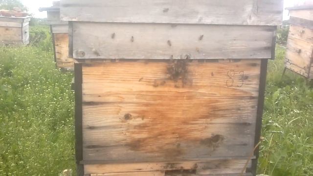 Погода не даёт вылететь роям. смотреть онлайн