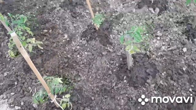 Уход за помидорами в открытом грунте смотреть онлайн