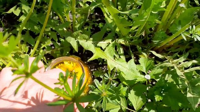 Масло из одуванчика! Готовим масло из одуванчика! Как просто приготовить замечательное масло смотреть онлайн