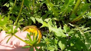 Масло из одуванчика! Готовим масло из одуванчика! Как просто приготовить замечательное масло
