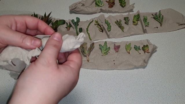 Мох цетрария/Зацвела мухоловка/обзор посылки с суккулентами/самый вкусный сырный суп