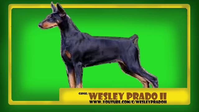 Efeito Sonoro De Doberman - Sound Effect Of Doberman