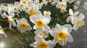 Видео презентация Первоцветы.