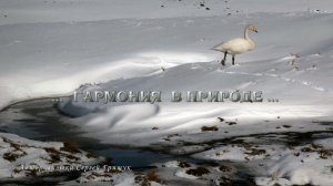 ГАРМОНИЯ  В ПРИРОДЕ*