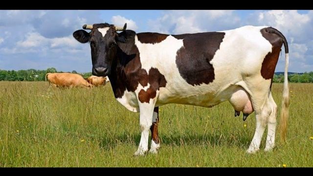 Проверка чувства юмора и знания животного мира ... А Вы сможете??? смотреть онлайн