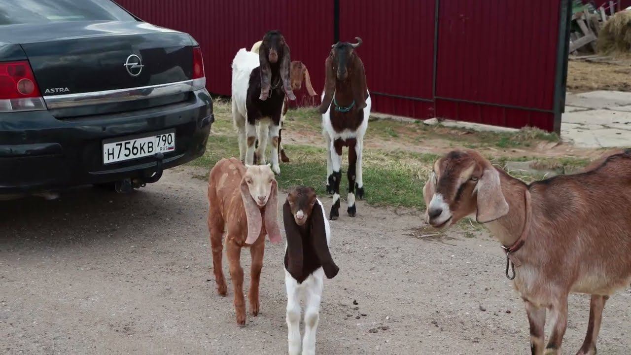 МЫ ЖИВЕМ В ДЕРЕВНЕ С КОНЯМИ И КОЗАМИ смотреть онлайн