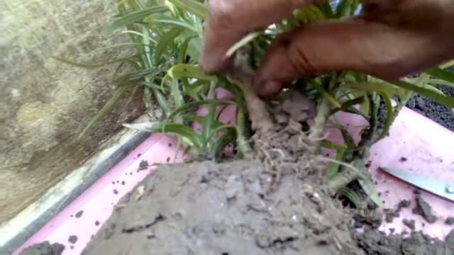 How to Grow & Care MEXICAN PETUNIA /PURPLE SHOWER flowering plant смотреть онлайн