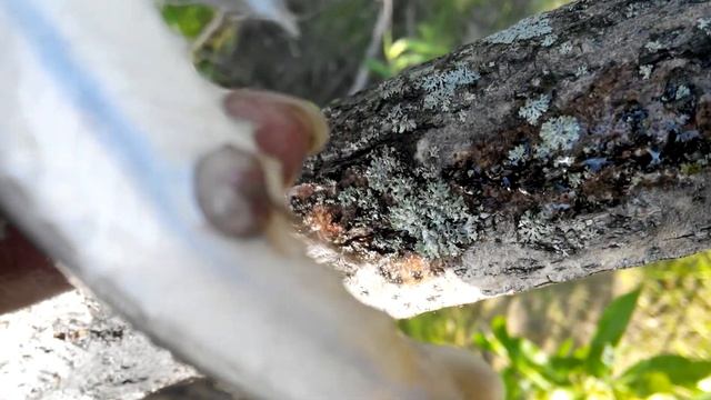 Паразит на стерляди смотреть онлайн