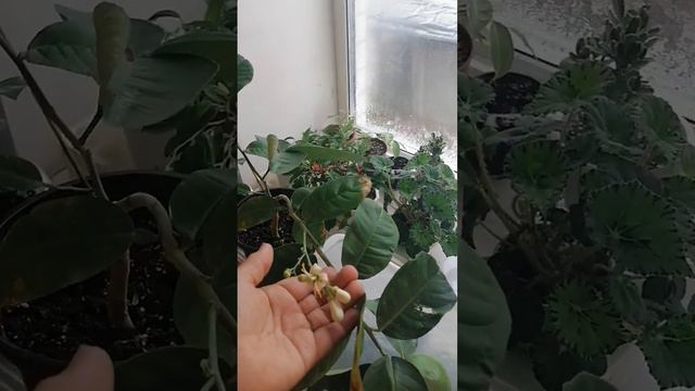 Залив или отравление? СПАСАЕМ ЦИТРУС! смотреть онлайн