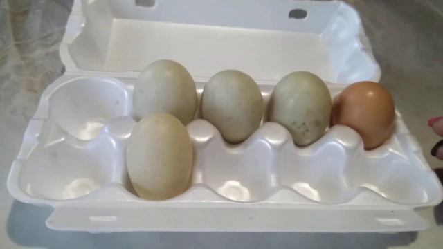 Утиные яйца. смотреть онлайн