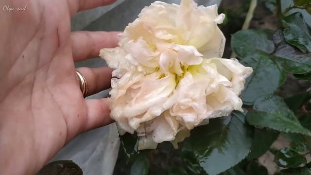 Розы которые дружат с дождëм. 9 сортов из моего сада. смотреть онлайн