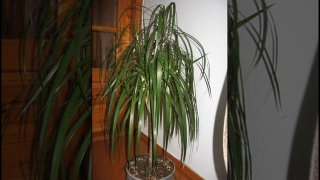 Драцена  - Уход за  Драценой