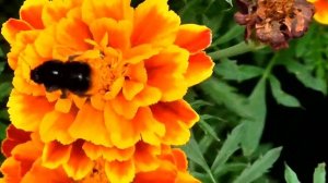 Виктор Зинчук Полёт шмеля  Римский Корсаков