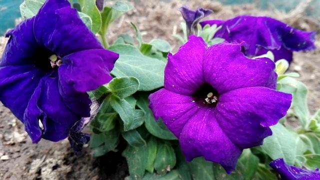 Petunia spp. (Black Velvet Petunia) смотреть онлайн