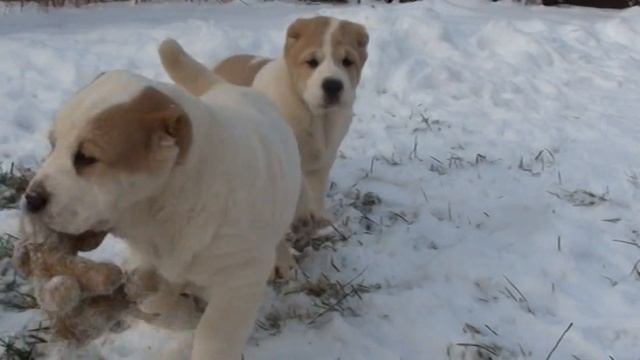 Щенки среднеазиатской овчарки (щенки алабая) смотреть онлайн