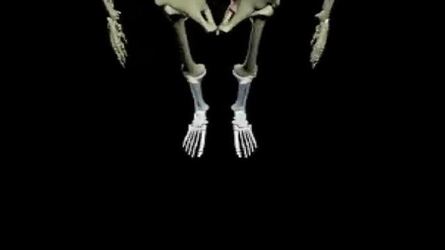 3D Body Adventure: Flyby Through The Skeleton