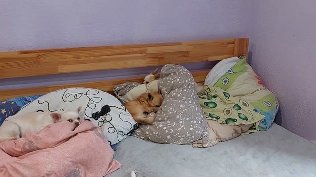В КЛЕТКАХ и ужасных условиях живут собаки😅💥 питомник чихуахуа Кастропуло Крым смотреть онлайн