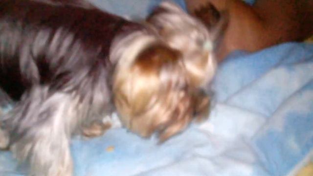 Как собаки умеют давать голос смотреть онлайн