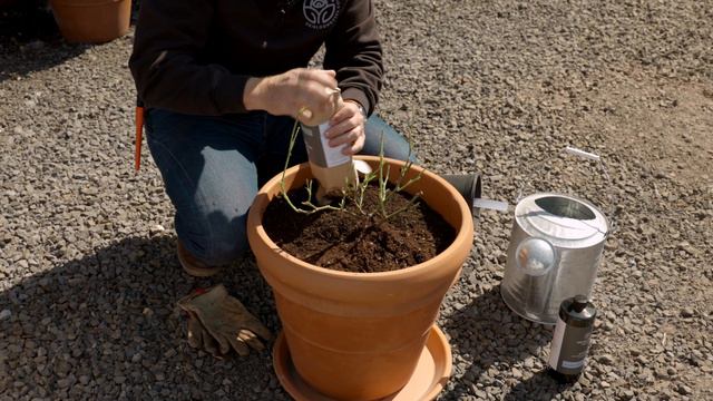 How to Plant Roses in Containers смотреть онлайн