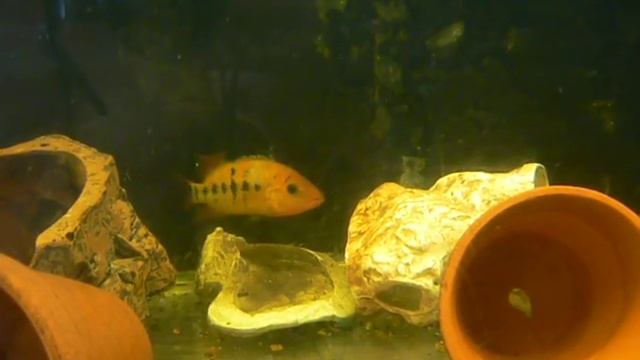 Оранжевая цихлазома (Феста) смотреть онлайн