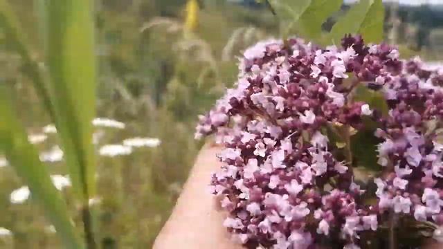 Ромашки, розы, васильки смотреть онлайн