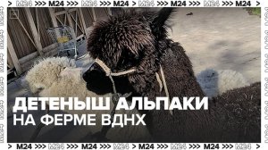 Сотрудники городской фермы ВДНХ опубликовали новые кадры с детенышем альпаки - Москва 24