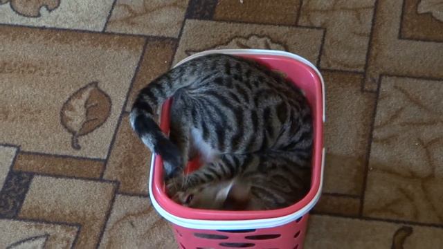 Прикольная бенгальская кошка и хвост