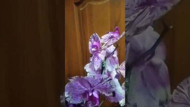 Фаленопсис Тиара, Tiara