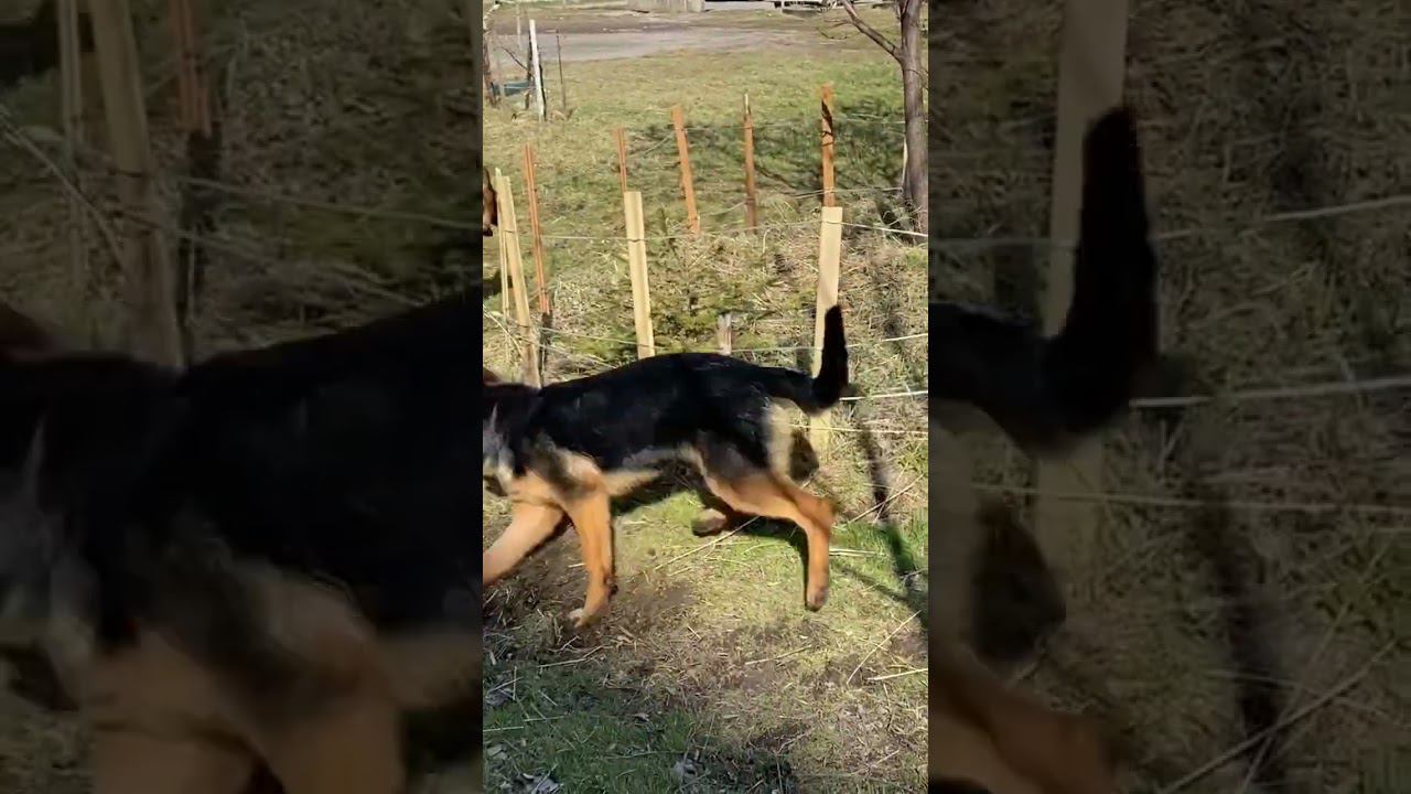Немецкие овчарки бегают по кругу #немецкаяовчарка #собаки #dog #germanshepherd смотреть онлайн