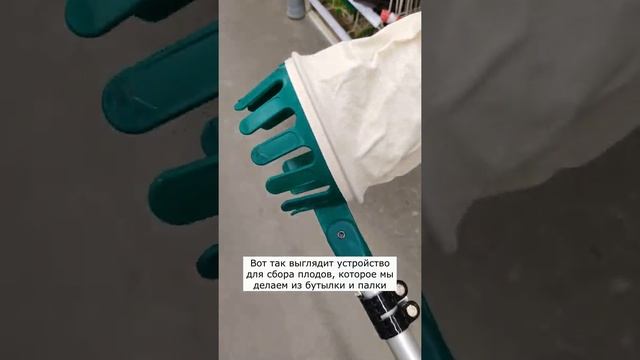 Плодосборник в магазине, редкая вещь #shorts смотреть онлайн