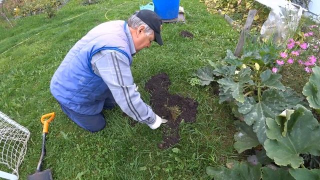 Как правильно применять Алфос-крот, средство от кротов на вашем участке