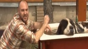 Планета собак  Московская сторожевая