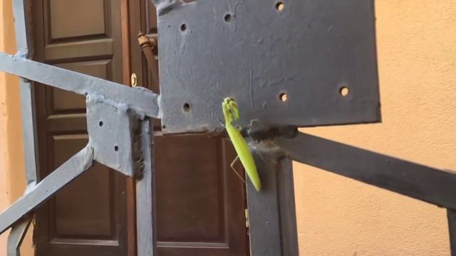 Шок! Страшный зелёный богомол в Минске смотреть онлайн