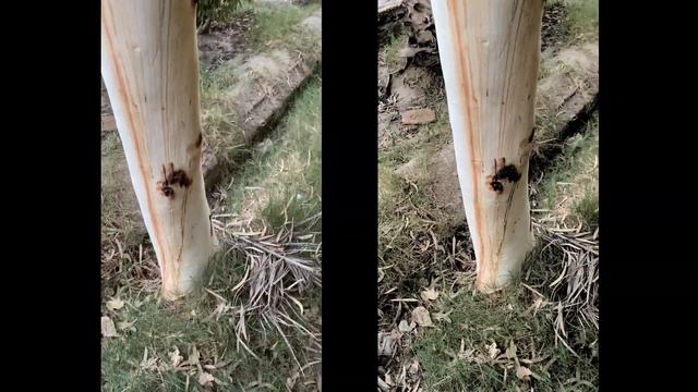 Camera Test Between IPhone 11 Pro Max And IPhone 12 Pro Max